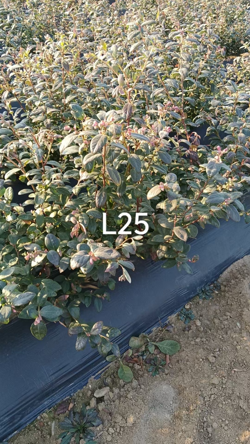 蓝莓苗品种多规格齐全薄雾蓝莓苗F6F26L25蓝莓苗