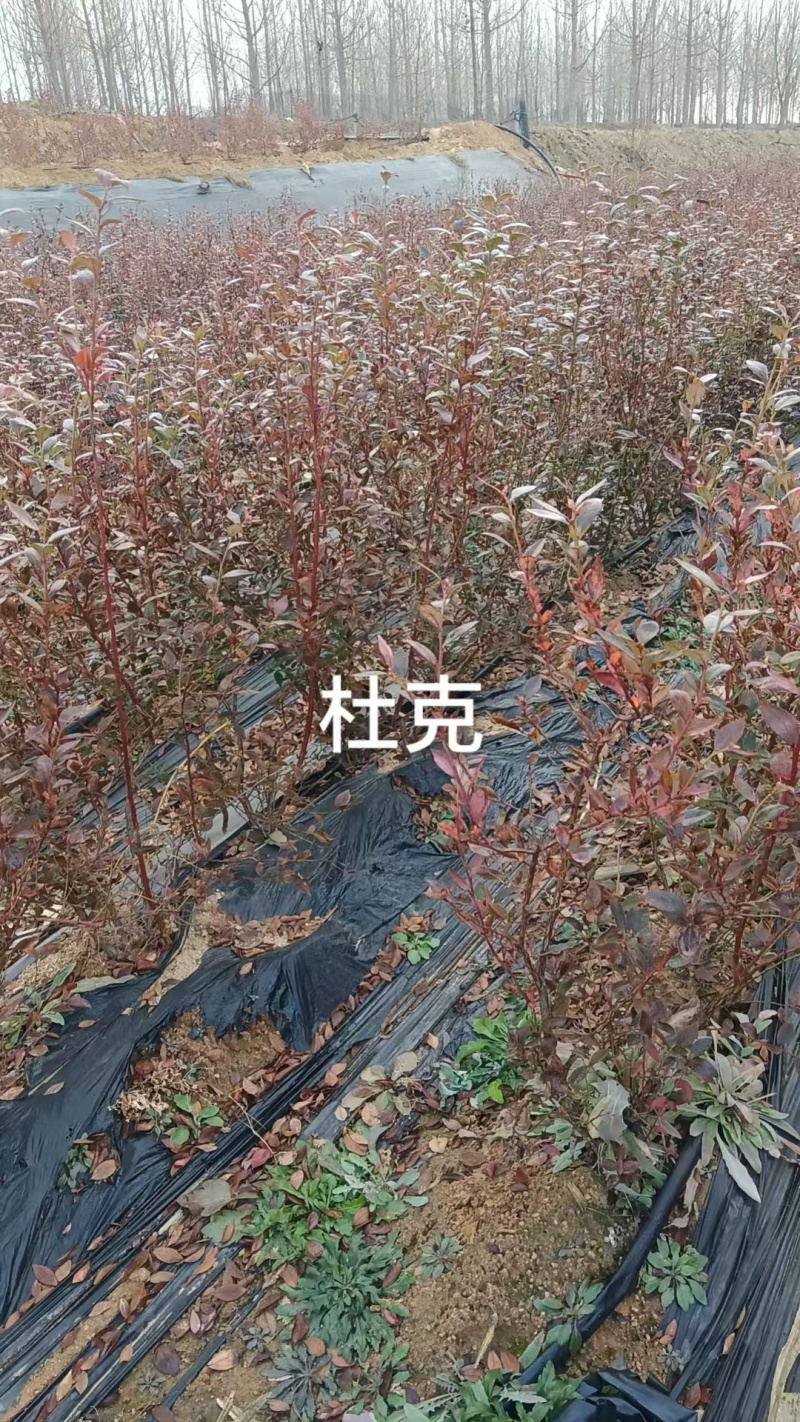 蓝莓苗品种多规格齐全薄雾蓝莓苗F6F26L25蓝莓苗