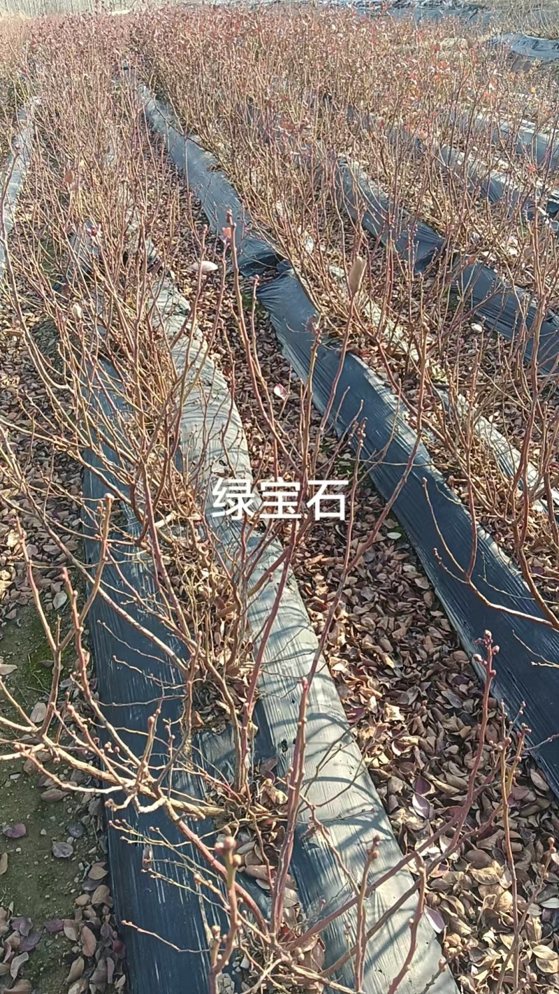 蓝莓苗品种多规格齐全薄雾蓝莓苗F6F26L25蓝莓苗