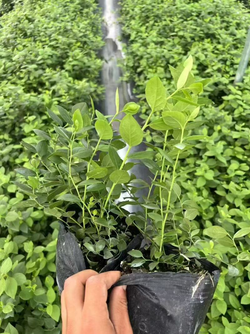 蓝莓苗基地品种多规格齐全薄雾蓝莓苗F6F26L25蓝莓苗