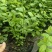 蓝莓苗基地品种多规格齐全薄雾蓝莓苗F6F26L25蓝莓苗