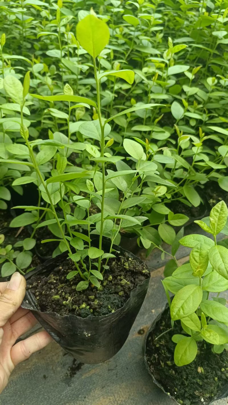 蓝莓苗基地品种多规格齐全薄雾蓝莓苗F6F26L25蓝莓苗