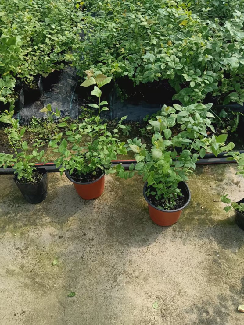 蓝莓苗基地品种多规格齐全薄雾蓝莓苗F6F26L25蓝莓苗