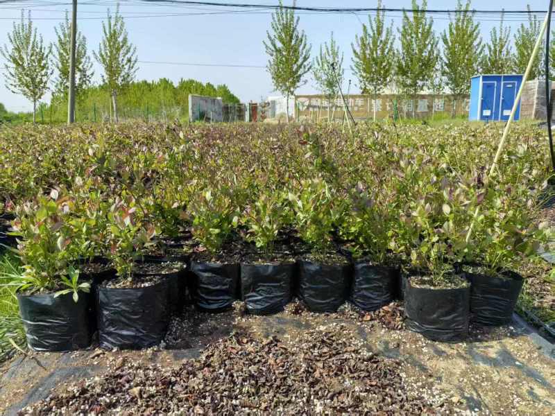 蓝莓苗基地品种多规格齐全薄雾蓝莓苗F6F26L25蓝莓苗