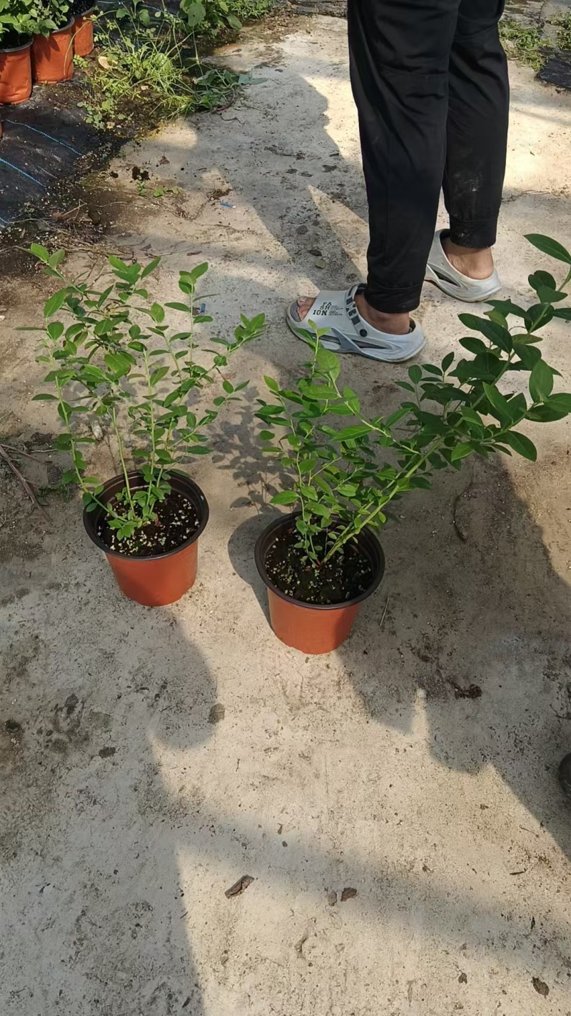 蓝莓苗基地品种多规格齐全薄雾蓝莓苗F6F26L25蓝莓苗
