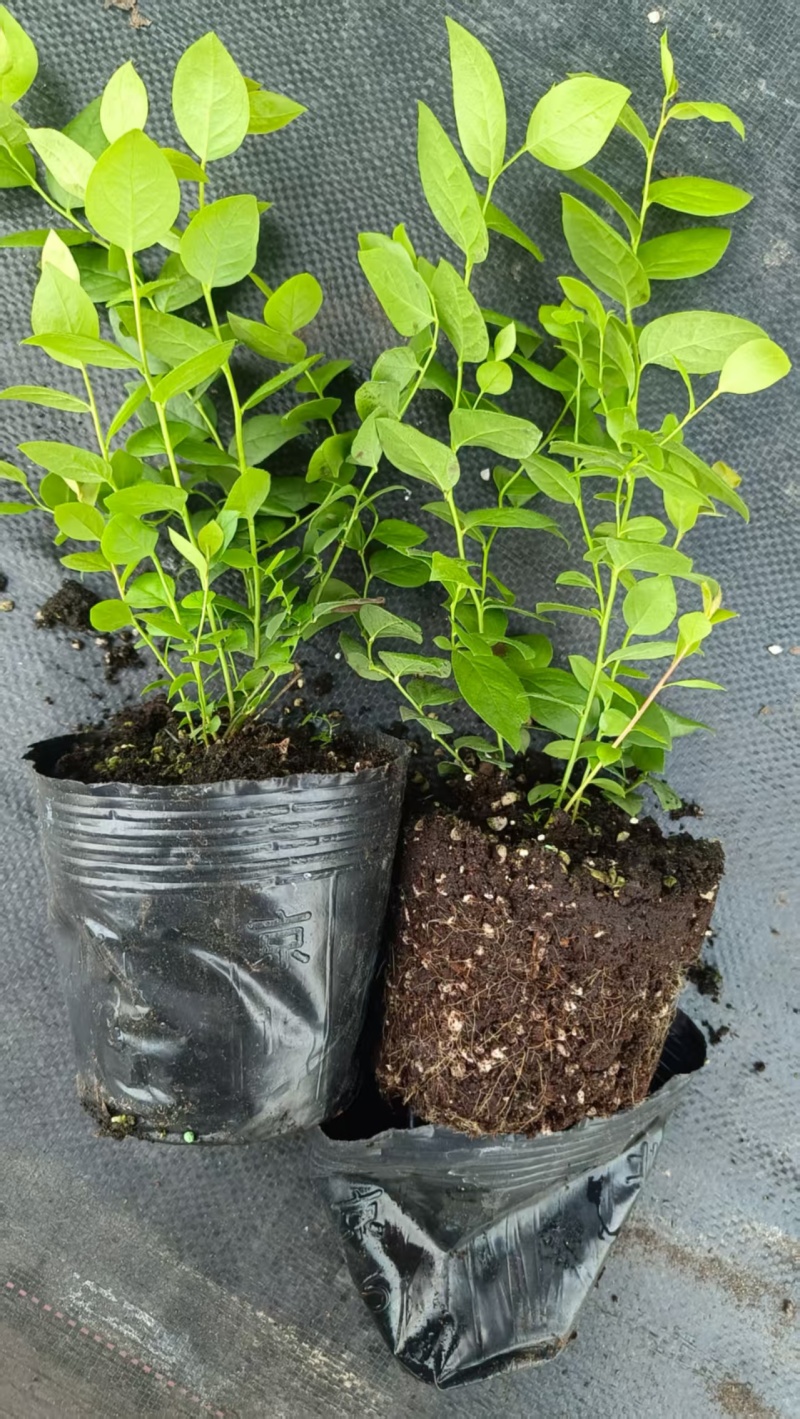 蓝莓苗基地品种多规格齐全薄雾蓝莓苗F6F26L25蓝莓苗
