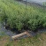 蓝莓苗基地品种多规格齐全薄雾蓝莓苗F6F26L25蓝莓苗