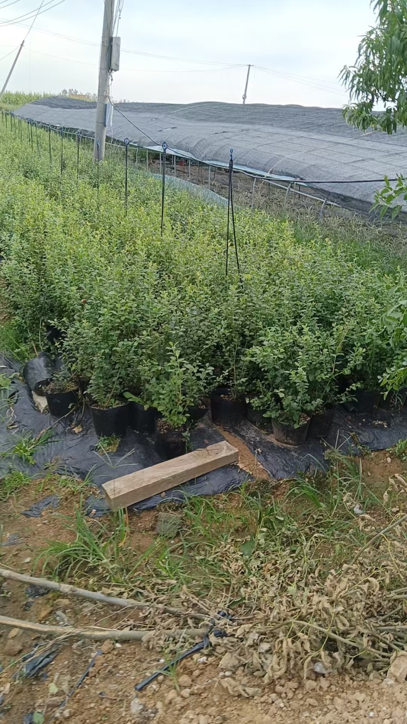 蓝莓苗基地品种多规格齐全薄雾蓝莓苗F6F26L25蓝莓苗