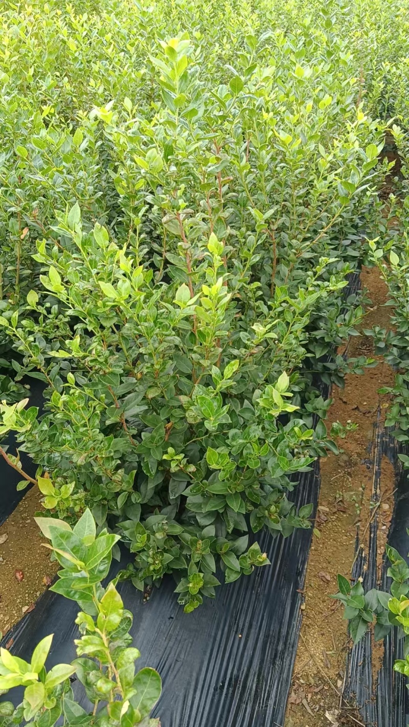 蓝莓苗基地品种多规格齐全薄雾蓝莓苗F6F26L25蓝莓苗