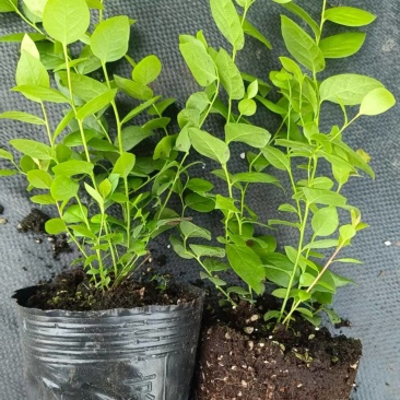 蓝莓苗基地品种多规格齐全薄雾蓝莓苗F6F26L25蓝莓苗