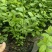 蓝莓苗品种多规格齐全薄雾蓝莓苗F6F26L25蓝莓苗