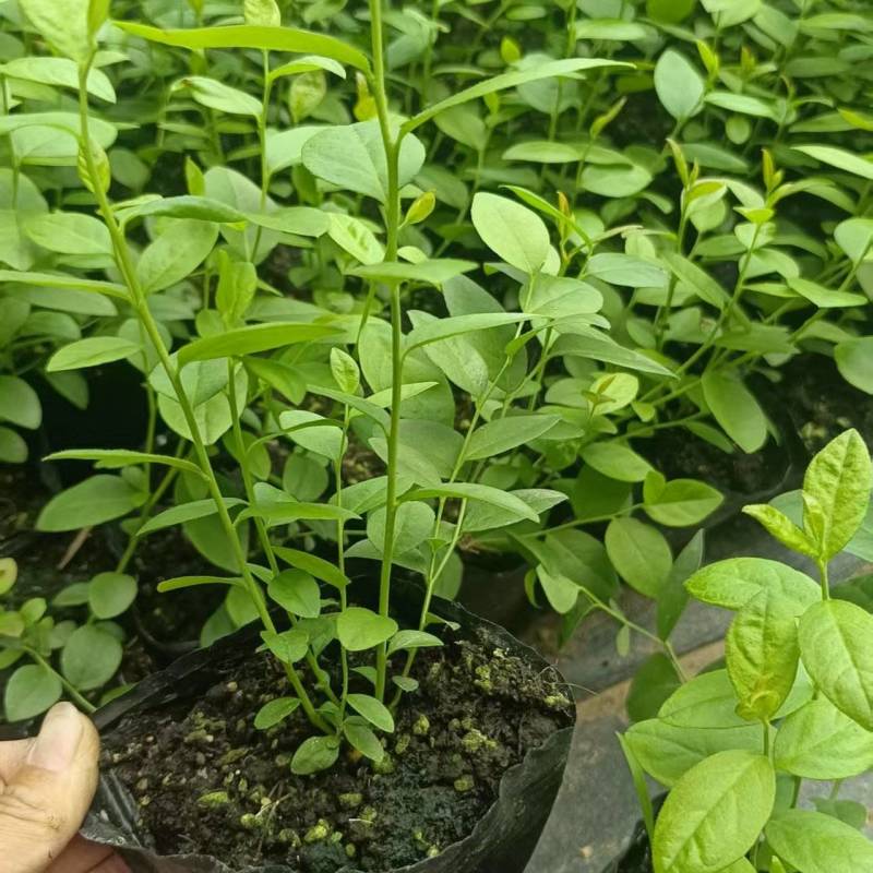蓝莓苗品种多规格齐全薄雾蓝莓苗F6F26L25蓝莓苗