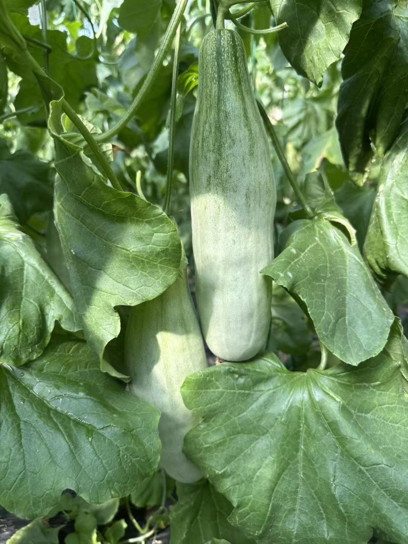 【优选】精品羊角蜜甜瓜种植基地直发口感好品质保障