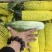【优选】精品羊角蜜甜瓜种植基地直发口感好品质保障