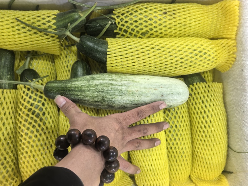 【优选】精品羊角蜜甜瓜种植基地直发口感好品质保障