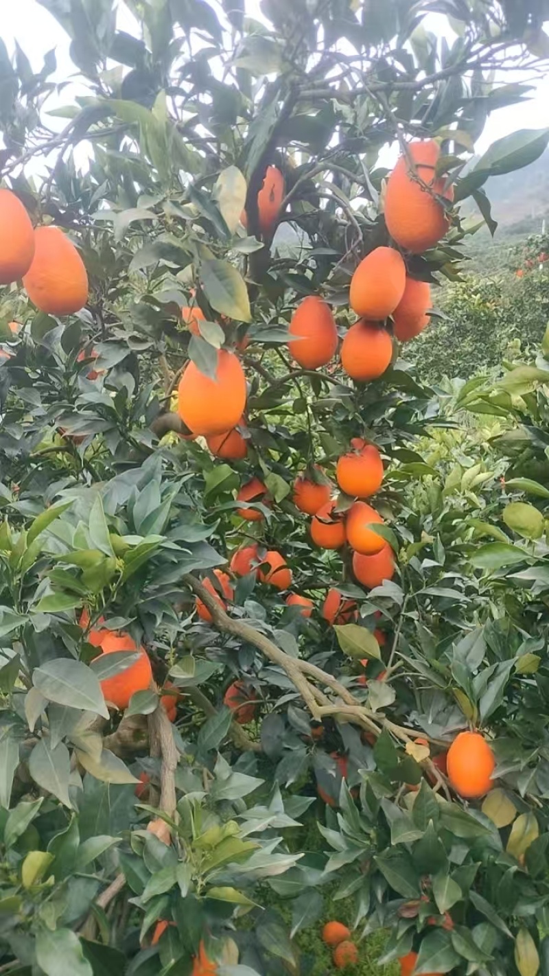 脐橙纽荷尔脐橙