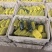 【热卖】精品博洋九甜瓜新鲜上市欢迎各位老板来电联系