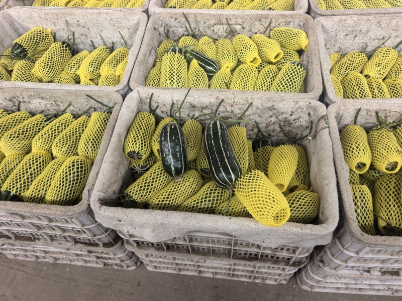 【热卖】精品博洋九甜瓜新鲜上市欢迎各位老板来电联系