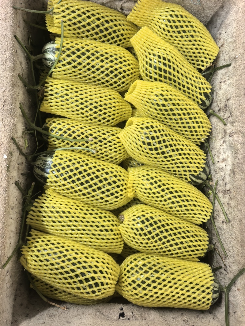 【热卖】精品博洋九甜瓜新鲜上市欢迎各位老板来电联系
