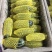 【热卖】精品博洋九甜瓜新鲜上市欢迎各位老板来电联系
