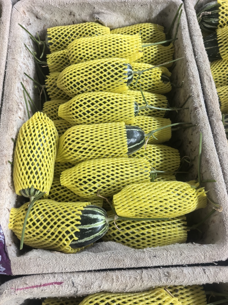 【热卖】精品博洋九甜瓜新鲜上市欢迎各位老板来电联系