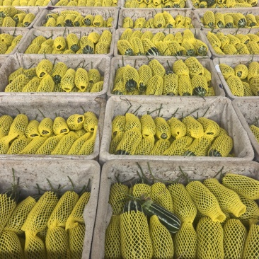 【热卖】精品博洋九甜瓜新鲜上市欢迎各位老板来电联系