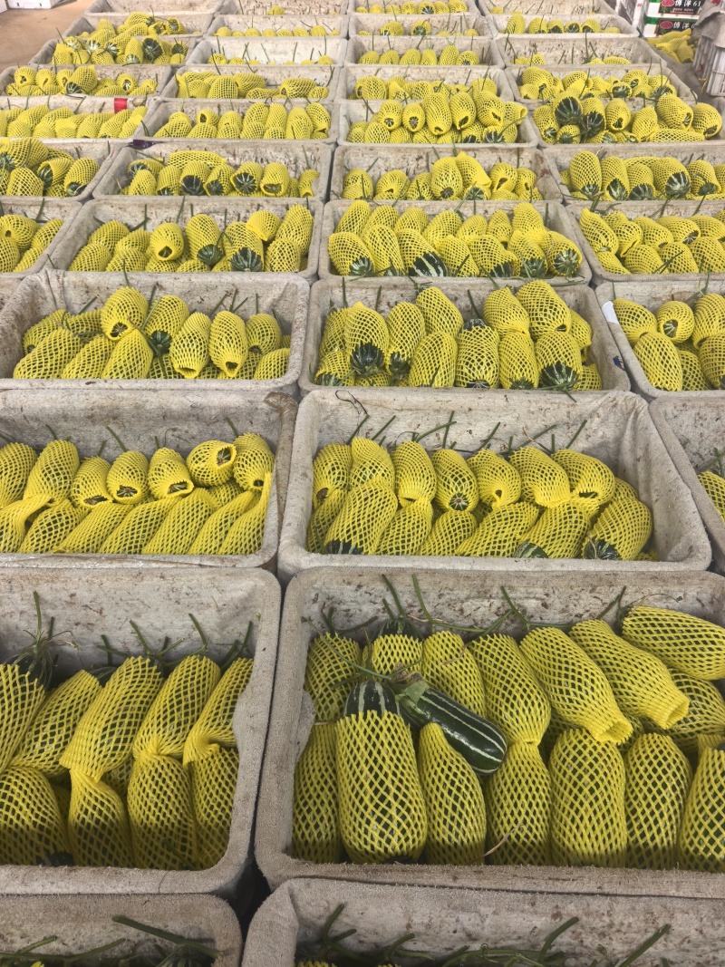 【热卖】精品博洋九甜瓜新鲜上市欢迎各位老板来电联系