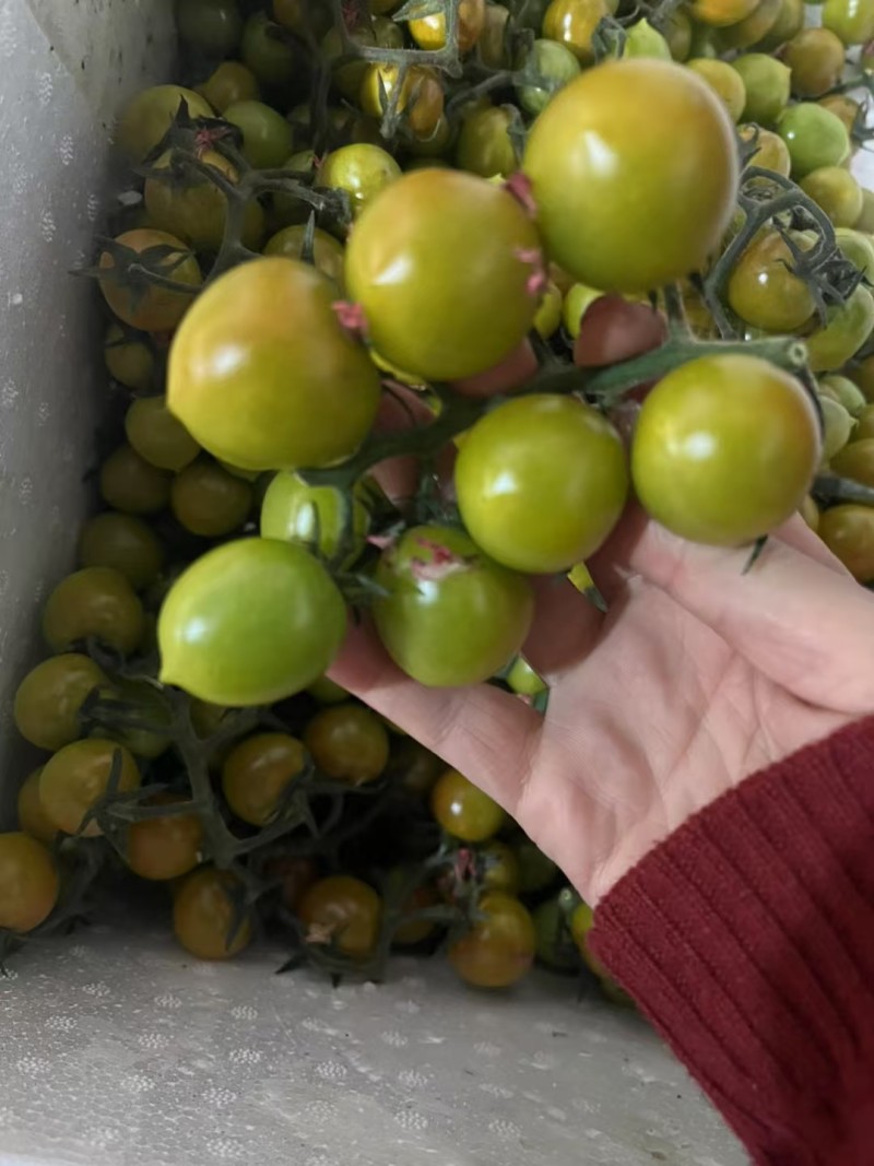 山东特级圣女果种植基地现摘现发口感好品质高