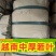 粽叶