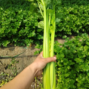 法国皇后芹菜
