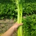 法国皇后芹菜