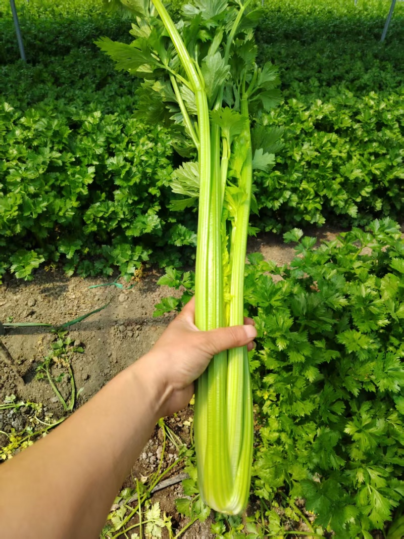 法国皇后芹菜
