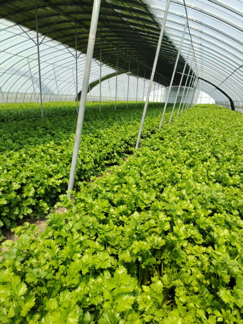 法国皇后芹菜