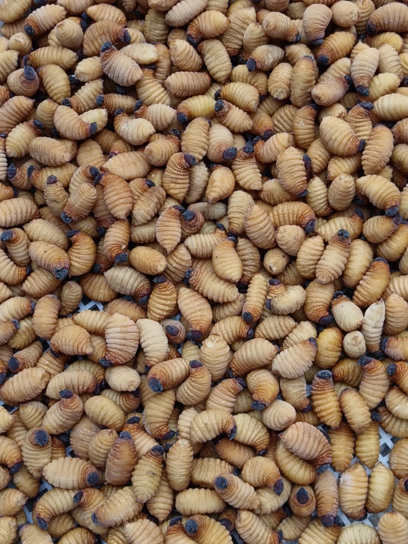 新活肥肥胖胖竹笋虫