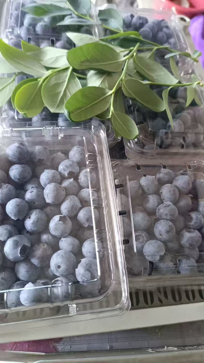 蓝莓品种多规格齐全品质保证大量现货可对接全国欢迎联系