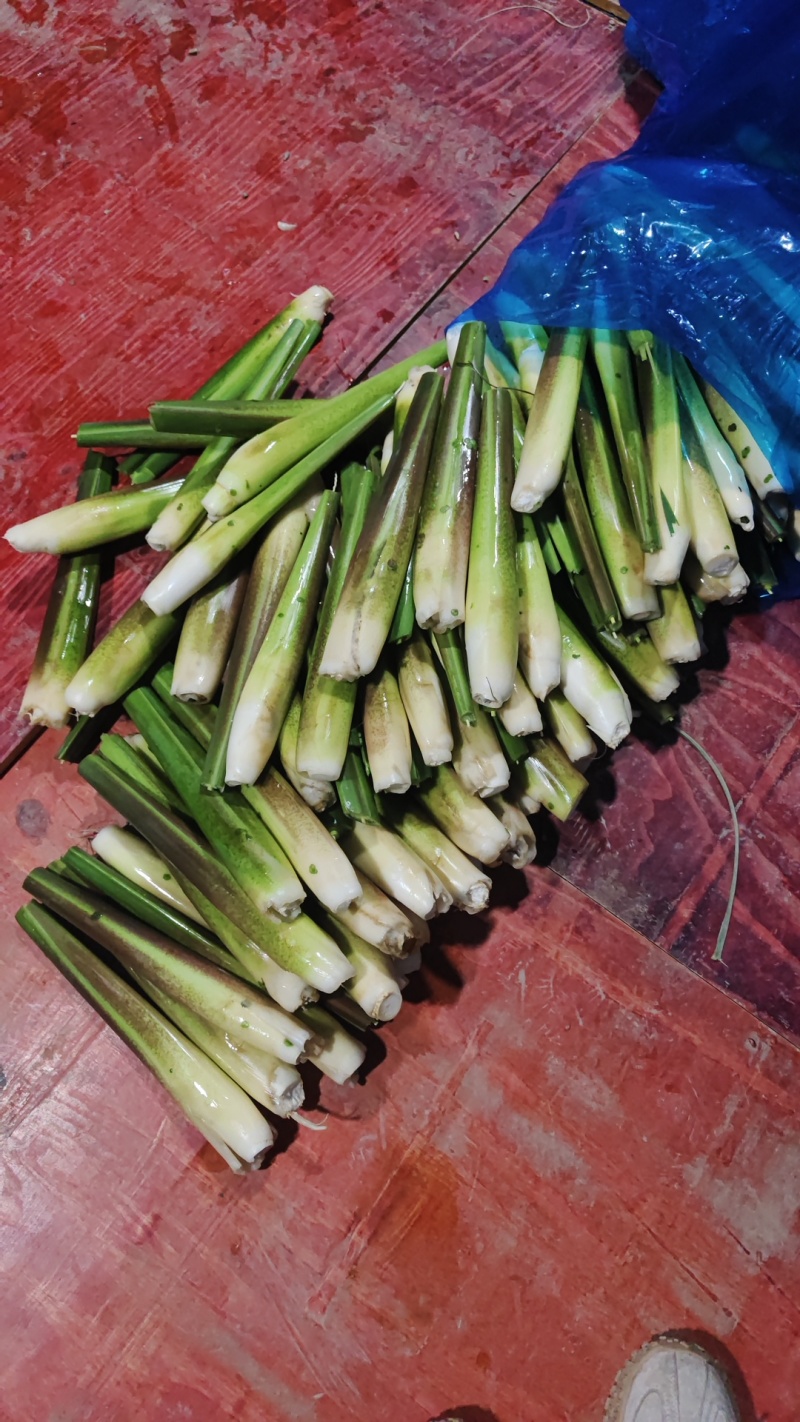 茭白地头现采现发，大量现货供应，规格齐全，电联价格可谈
