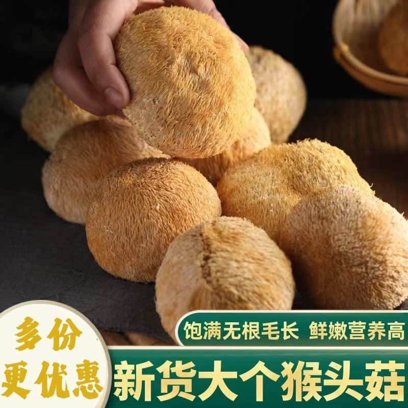 猴头菇