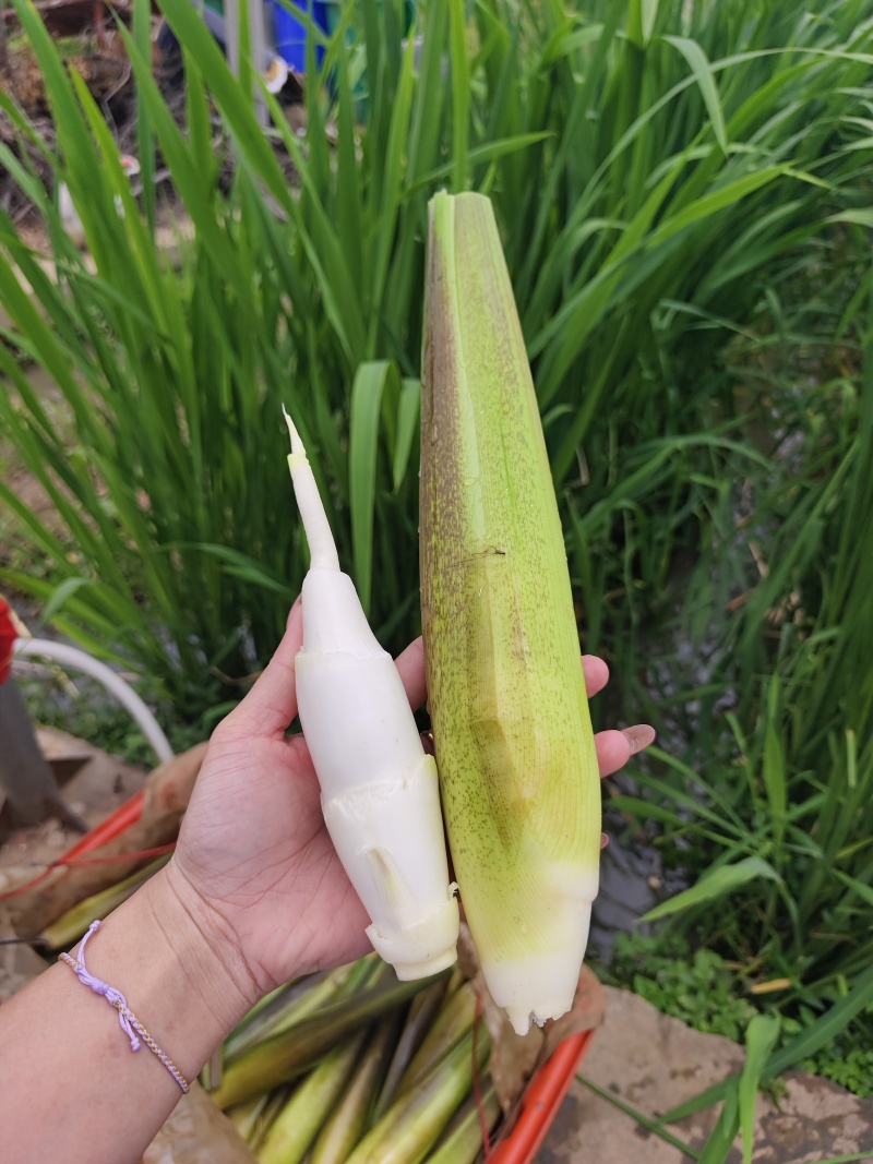 茭白地头现采现发，大量现货供应，规格齐全，电联价格可谈