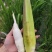 茭白地头现采现发，大量现货供应，规格齐全，电联价格可谈