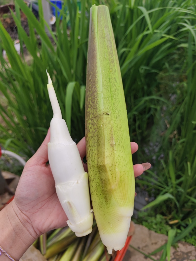 茭白地头现采现发，大量现货供应，规格齐全，电联价格可谈