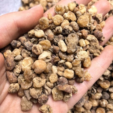 毛慈菇精品毛慈菇无硫只卖好货品质保证价格优惠