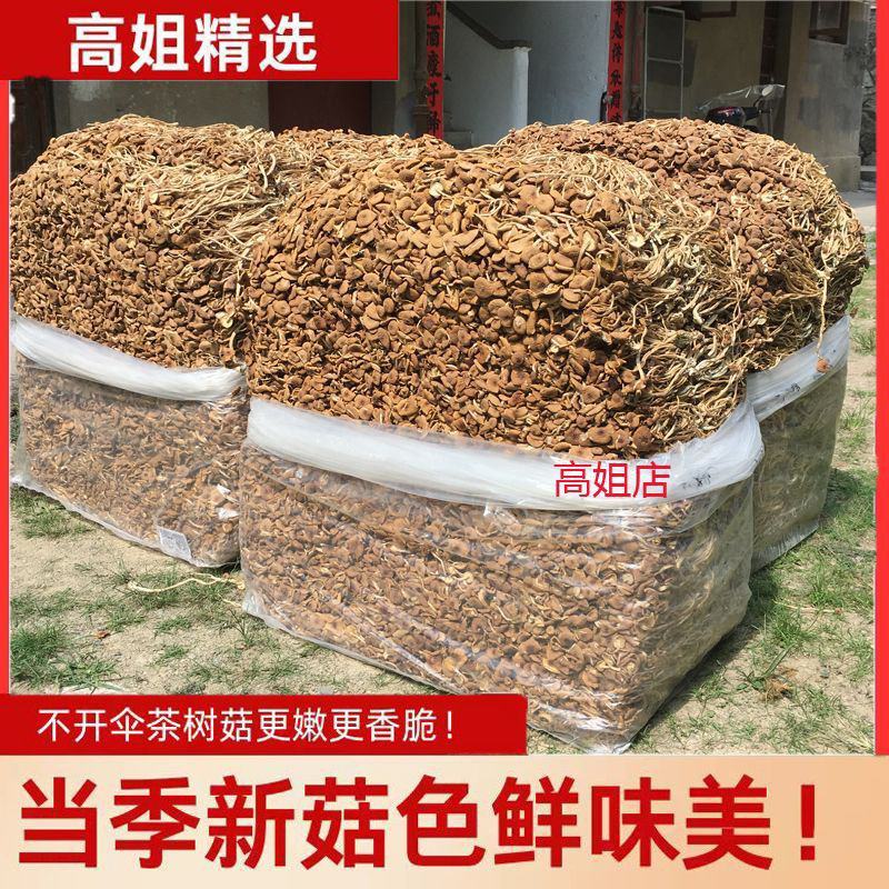 茶树菇