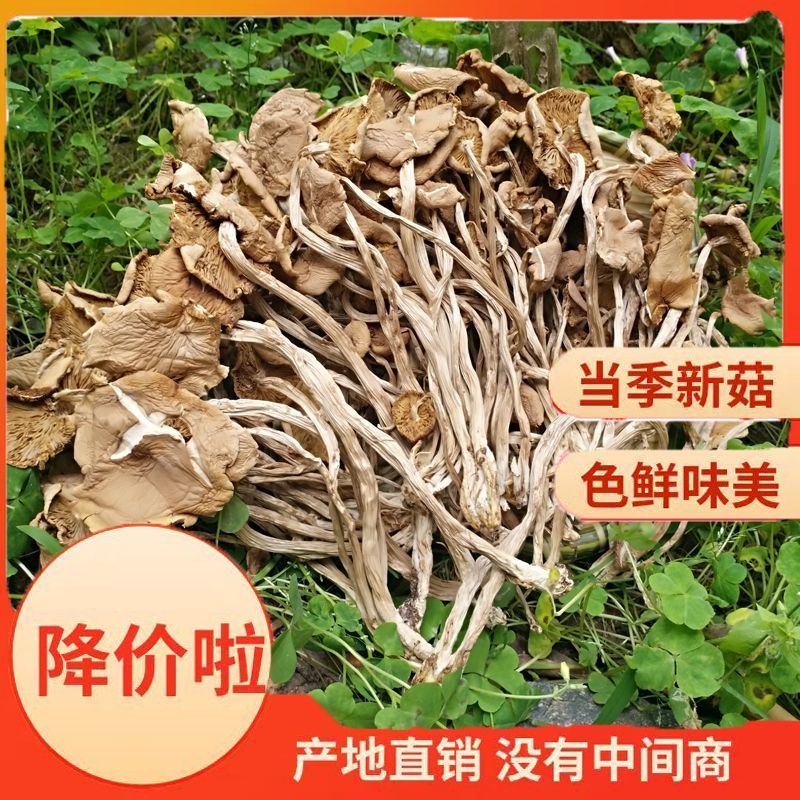 茶树菇