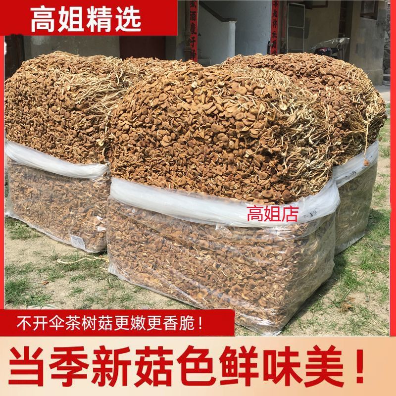 茶树菇