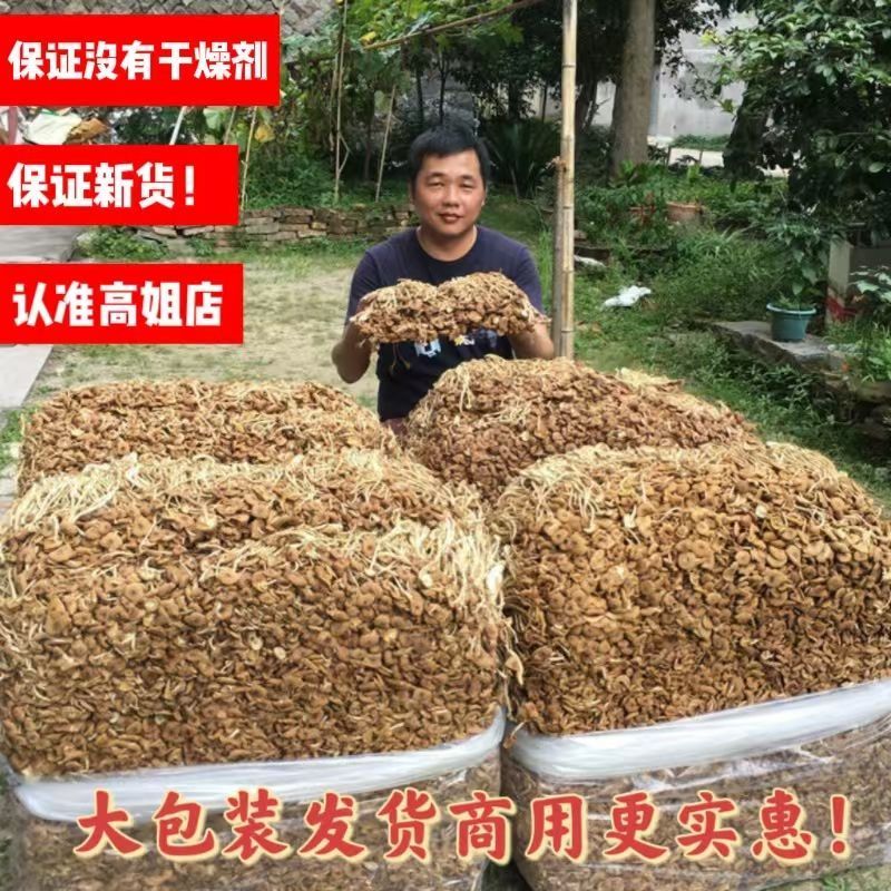 茶树菇