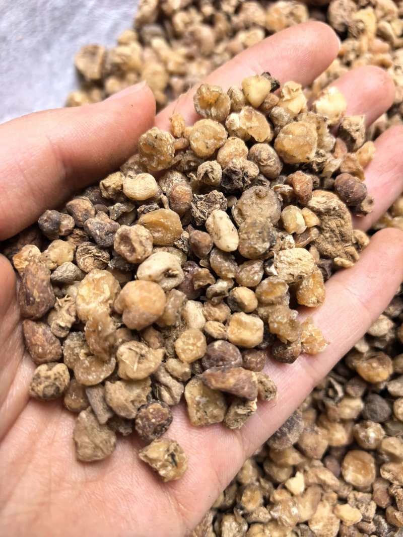 毛慈菇精品毛慈菇无硫只卖好货品质保证价格优惠
