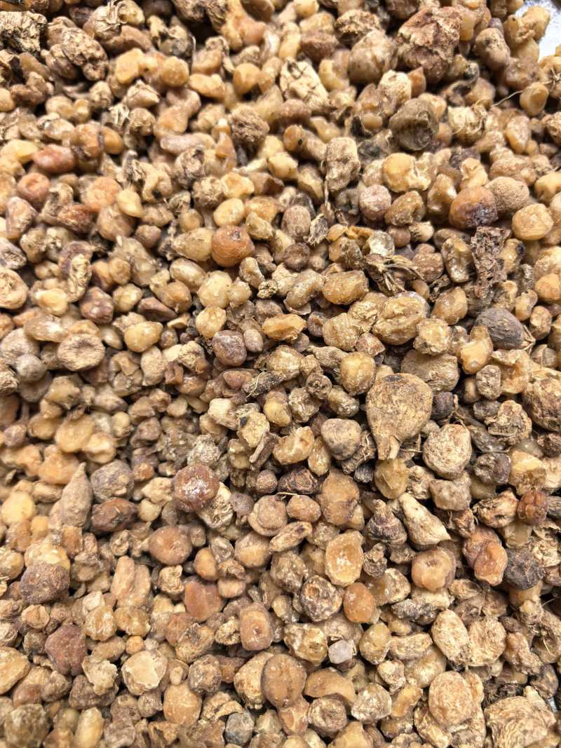 毛慈菇精品毛慈菇无硫只卖好货品质保证价格优惠