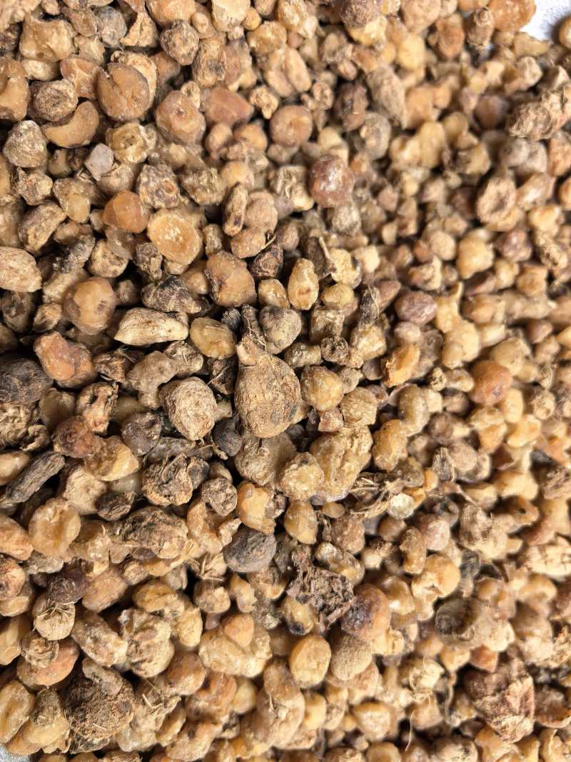 毛慈菇精品毛慈菇无硫只卖好货品质保证价格优惠