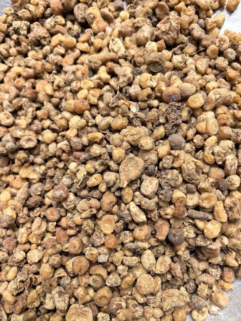 毛慈菇精品毛慈菇无硫只卖好货品质保证价格优惠
