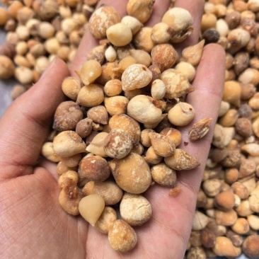 山慈菇光茨菇无杂质品质保证价格实惠